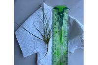 Juncus bulbosus