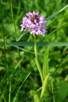 Anacamptis pyramidalis