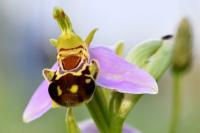 Ophrys apifera