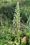 Himantoglossum hircinum