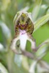 Himantoglossum hircinum