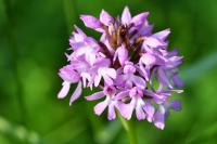 Anacamptis pyramidalis