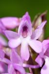 Anacamptis pyramidalis