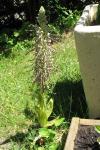 Himantoglossum hircinum