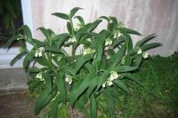 Symphytum officinale subsp. officinale