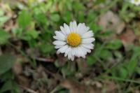 Bellis perennis