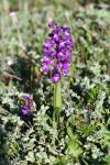 Anacamptis morio