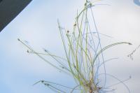 Isolepis setacea