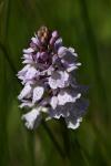 Dactylorhiza maculata