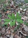 Polygonatum multiflorum