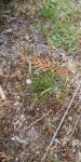 Plantago coronopus