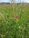 Lathyrus nissolia