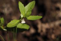 Lindernia dubia