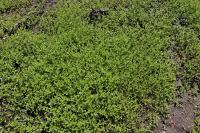 Lindernia dubia