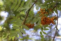 Sorbus aucuparia