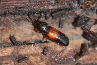 Corticeus fasciatus