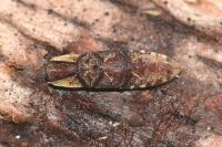 Lacon querceus