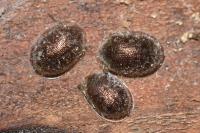Thymalus limbatus