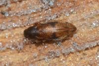 Marolia variegata