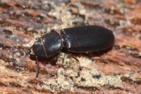 Tenebroides fuscus
