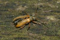 Cortodera humeralis