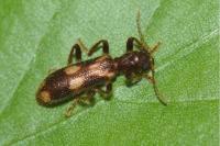 Opilo mollis