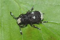 Platystomos albinus