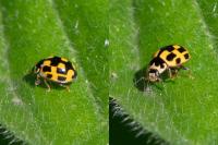 Propylea quatuordecimpunctata