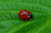 Coccinella septempunctata
