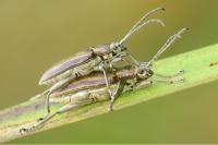 Donacia marginata