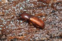 Corticeus suberis