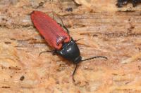 Ampedus rufipennis