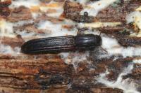 Colydium elongatum
