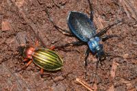 Carabus auronitens