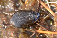 Acilius canaliculatus