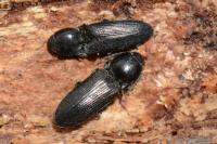 Cardiophorus vestigialis