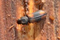 Bitoma crenata