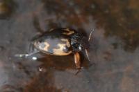 Stictonectes lepidus