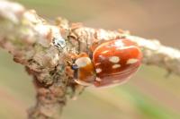 Myzia oblongoguttata