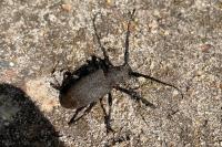 Lamia textor