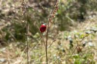 Chrysomela populi