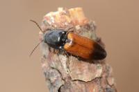 Ampedus balteatus