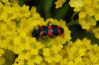 Trichodes alvearius