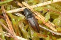 Sericus brunneus