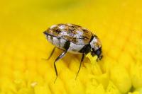 Anthrenus verbasci