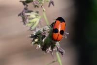 Clytra laeviuscula