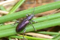 Plateumaris sericea