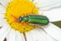 Cerocoma schaefferi