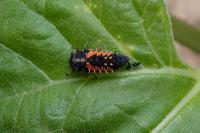 Harmonia axyridis