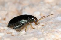 Psylliodes chrysocephala